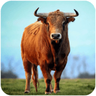 公牛模拟器生存 1.0.4 安卓版
