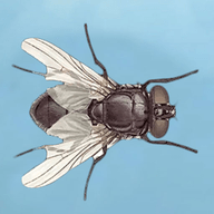 苍蝇模拟 1.0 安卓版