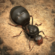 小熙解说蚂蚁帝国模拟器 1.0.0.6 安卓版