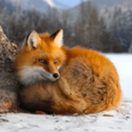 野生狐狸模拟器 1.0.2 安卓版