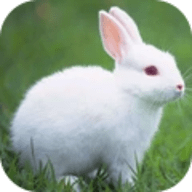 真实兔子模拟器 1.1.5 安卓版