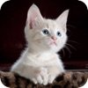 找猫猫 1.1 苹果版
